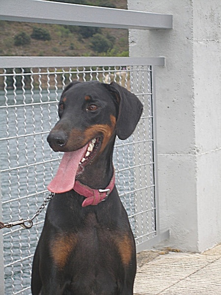 Dobermann