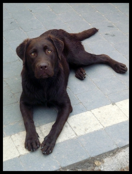 Labrador Retriever