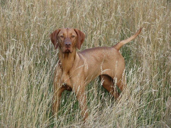 Vizsla (Hongaarse staande hond)