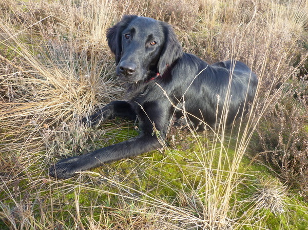 Flatcoated Retriever