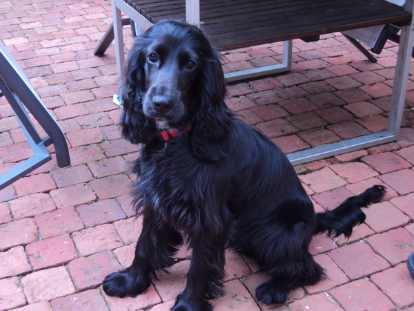 Engelse Cocker Spaniel