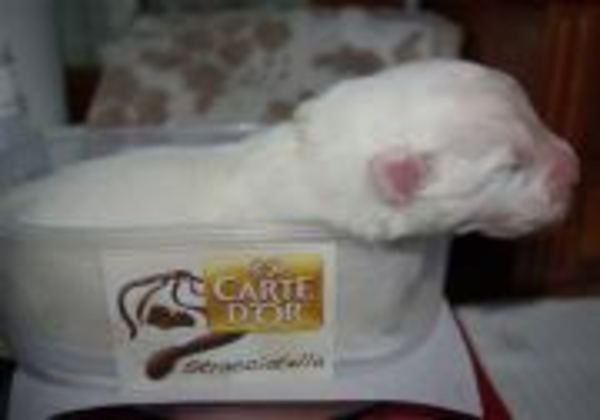 mikai in een krimglas doos