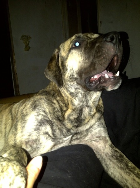 Dogo Canario