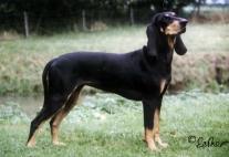 Chien Courant du Jura