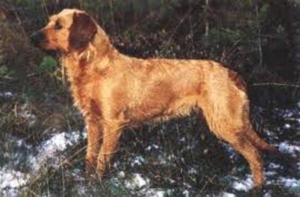 Steirische ruwharige Brak