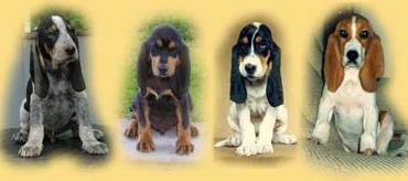 Chien Courant du Jura