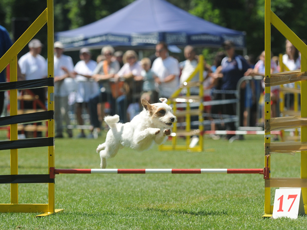 Jack Russell Terrier