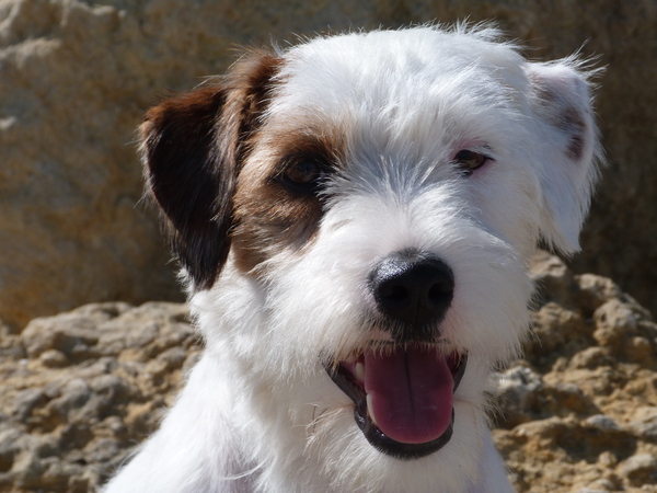 Jack Russell Terrier
