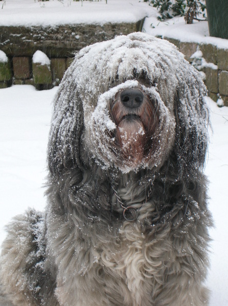Polski Owczarek Nizinny