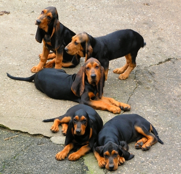 Chien Courant du Jura