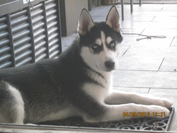 Mijn mooie eigen SNUF de hond