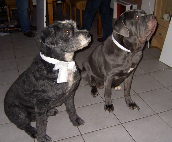 Mastino Napoletano