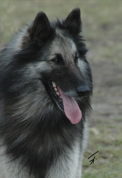 Belgische Herdershond, Tervuerense