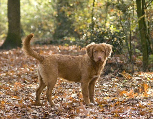 Nova Scotia Duck Tolling Retriever