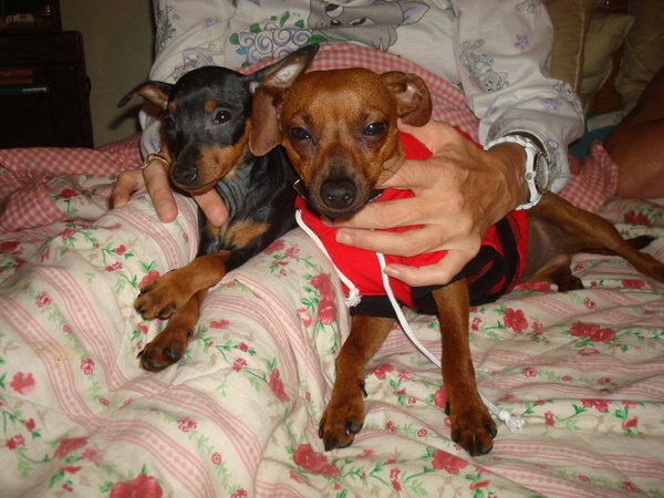 Dwergpinscher