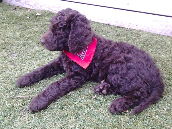 Labradoodle