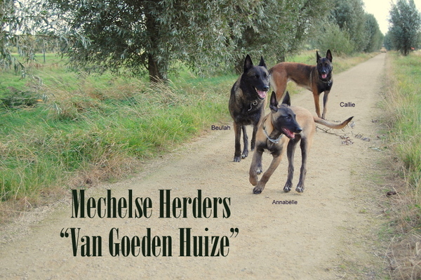 Kennel Van Goeden Huize