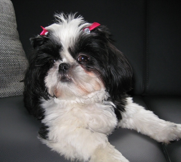Shih Tzu