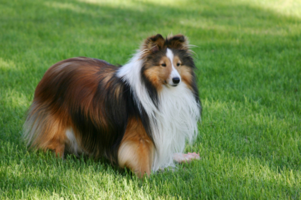 Shetland Sheepdog