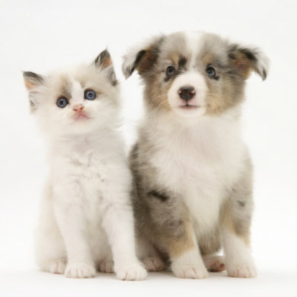Shetland Sheepdog