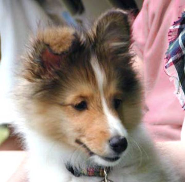 Shetland Sheepdog