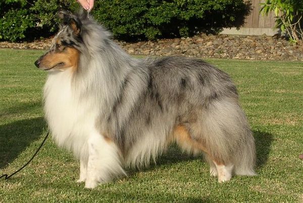 Shetland Sheepdog