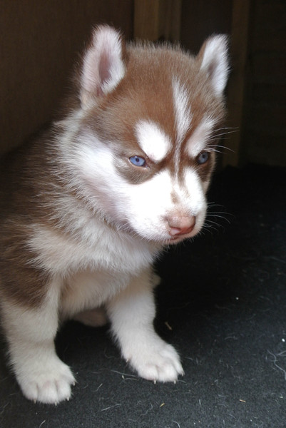 Siberian Husky