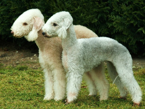 Bedlington Terrier