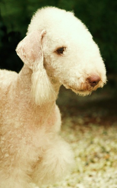 Bedlington Terrier