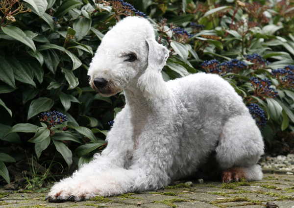 Bedlington Terrier