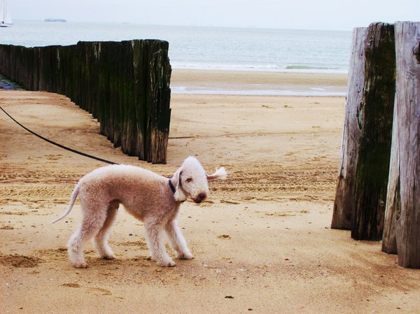 Bedlington Terrier