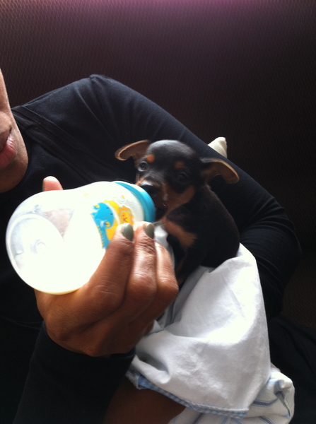 Chicko aan de papfles 1