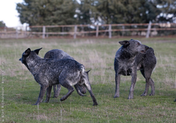 Australian Stumpy Tail Cattle Dog