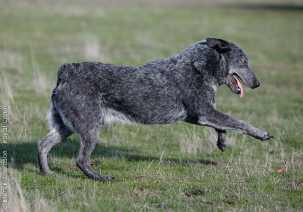 Australian Stumpy Tail Cattle Dog