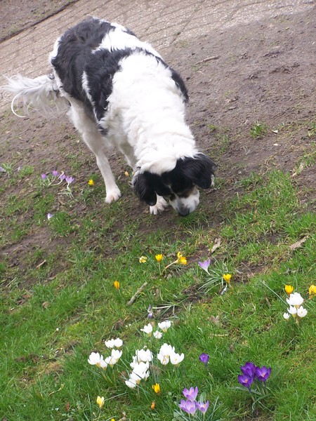 Daisy die kijkt naar een bloem.