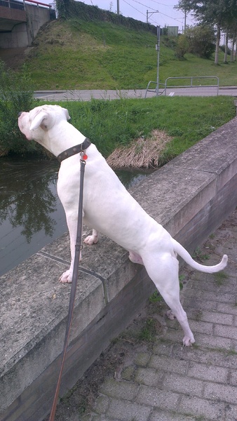 Dogo Argentino