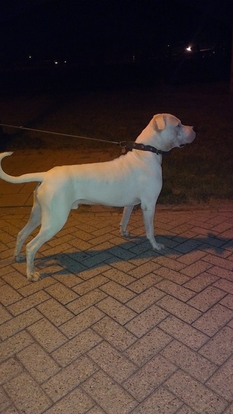 Dogo Argentino