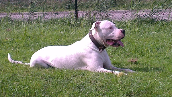 Dogo Argentino