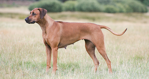 Rhodesian Ridgeback