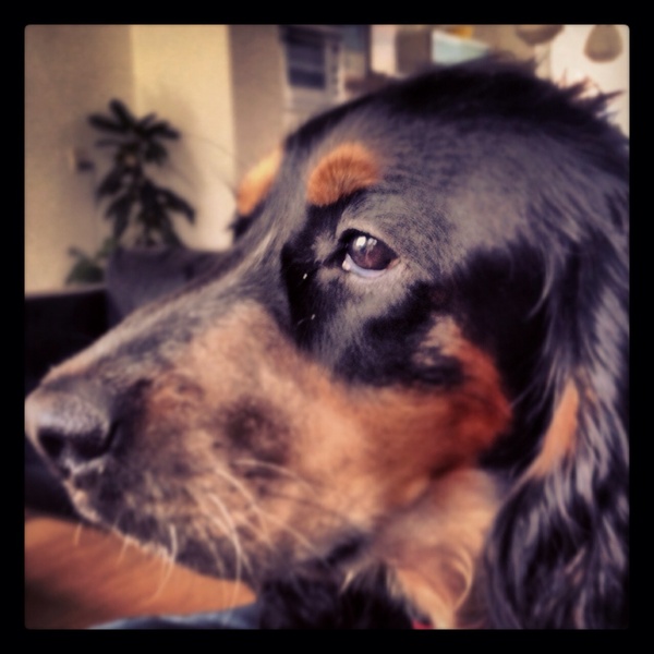 Engelse Cocker Spaniel