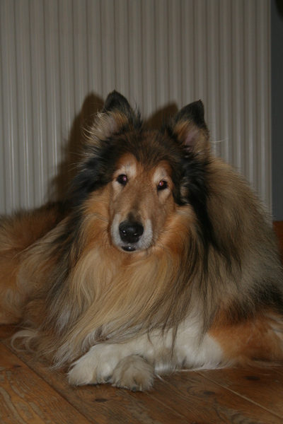 Schotse Herdershond, Langhaar