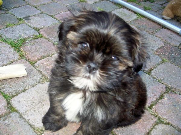 Shih Tzu