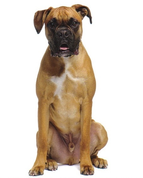 Boxer