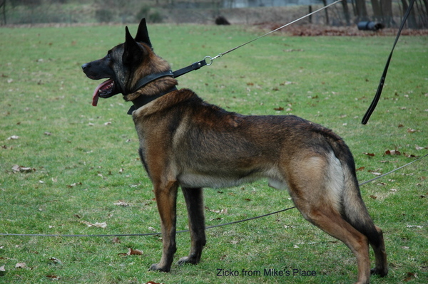 Kennel Van Goeden Huize