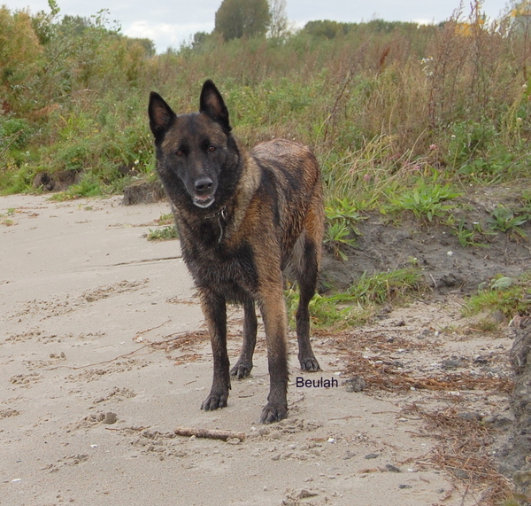 Kennel Van Goeden Huize