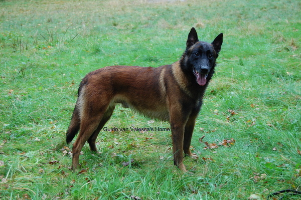 Kennel Van Goeden Huize