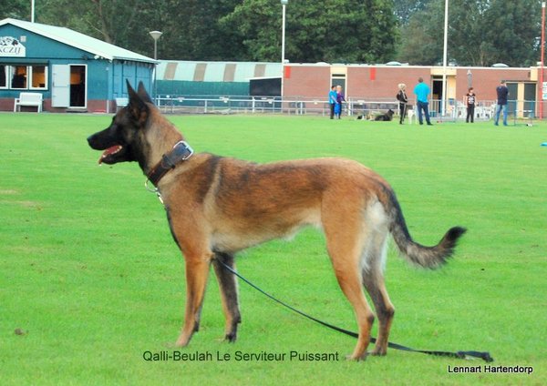 Kennel Van Goeden Huize