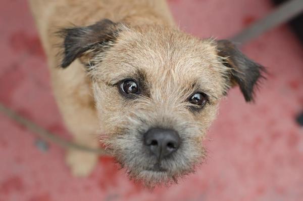 Border Terrier