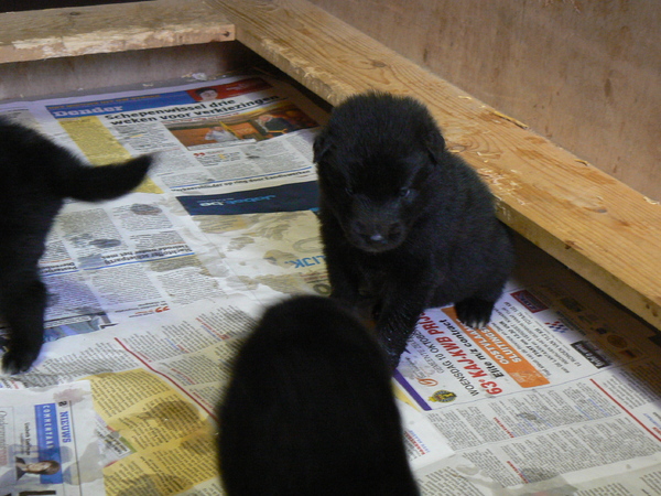 Groenendaelkennel Van Hof ter Brughe
