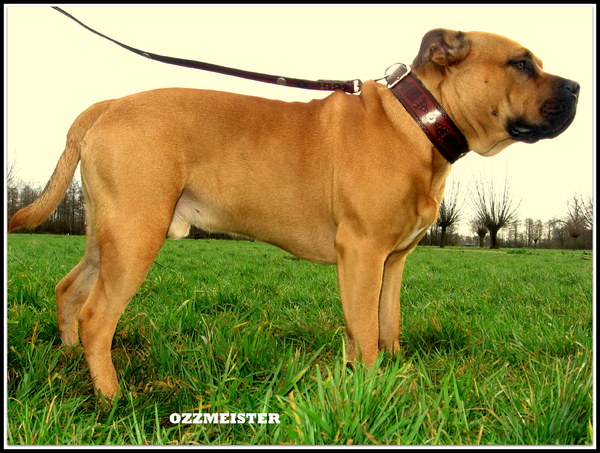 Jose lenoir en guido moers